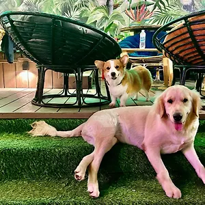 https://rom-casa-hostel-da-nang.hotelsofhoian.com